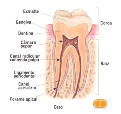 Anatomia do Dente - Clínica Dentária Ilhavense